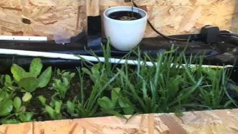 Adams Aquaponic Automaton