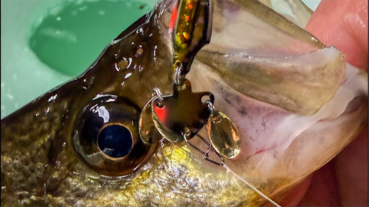 Crappie Fishing Live After Dark!