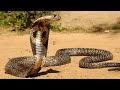 Sự thật về 12 loài rắn có tên trong Sách đỏ VIệt Nam || Rắn hổ chúa || Rắn hổ mang || Rắn Mai Gấm