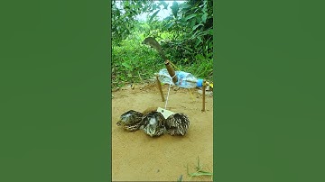 Creative DIY Bird Trap - Quail Trap #easy bird trap #shorts