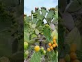 beautiful fruit-bearing cactus #shorts