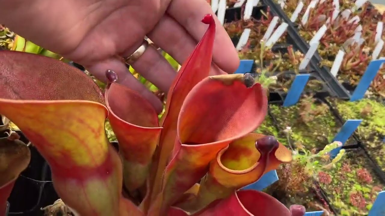 ViparSpectra XS1000 Series LED Grow Light & Heliamphora Seed Pods!