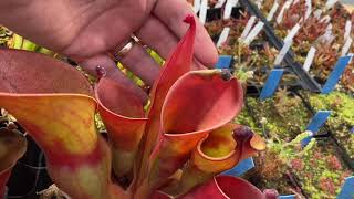 ViparSpectra XS1000 Series LED Grow Light & Heliamphora Seed Pods!