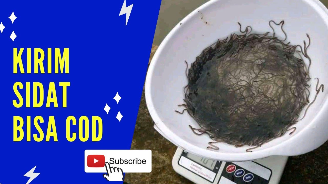 PENGIRIMAN BIBIT SIDAT GLASS EEL, BAYAR COD YouTube