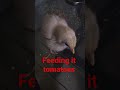 #birds #trending