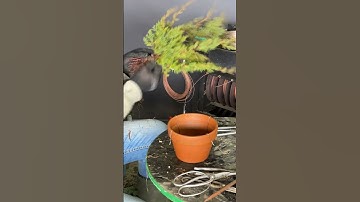 Repotting cutting grown shimpaku #bonsai #bonsaitree #japanesearts #bonsaisouthafrica