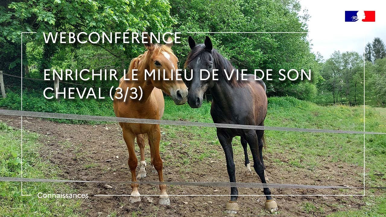 Enrichir le milieu de vie de son cheval : partie 3/3 - Alice Ruet