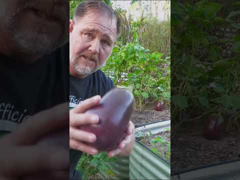 Video: Co je to černý lilek – informace o pěstování lilku černého