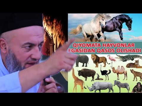 Video: Hayvonlarning Jasadidan Qanday Qutulish Mumkin