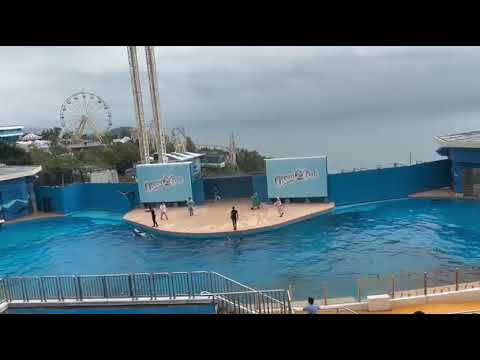 Nonton ocean Park dari atas #fyp viral ‼️ TKW Hongkong