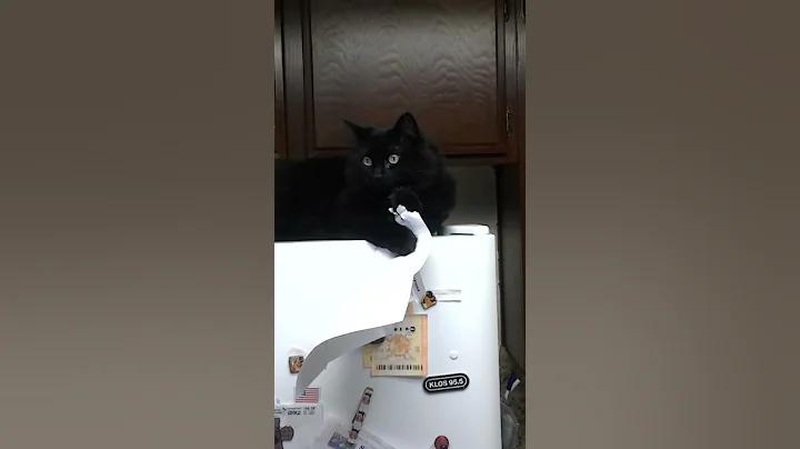 Luther the bad cat