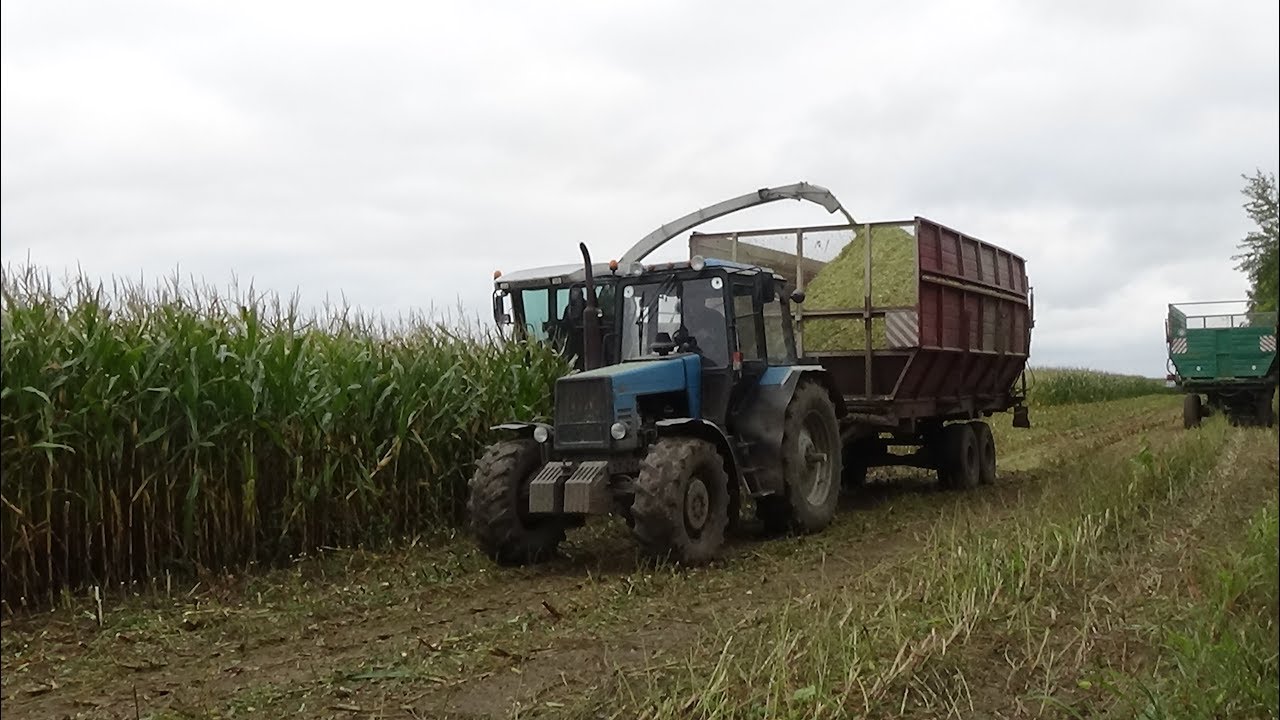 Уборка кукурузы на силос в СПК "Гигант"