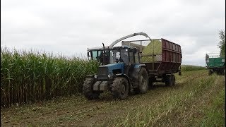 Уборка кукурузы на силос в СПК 