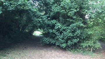 Zhiyun Smooth Q : Iphone 7plus Nature Video