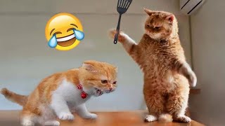 Funny Cats And Dogs Videos 😁 - BEST Funny Animal Videos 2024 🥰 Part 152 @petcollective