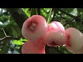 Fruits and beautiful buds