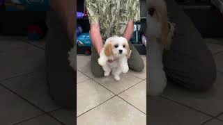 Prairie Hill Puppies Cavachon Puppies For Sale Two males Still Available