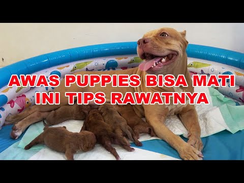 Video: 3 Cara Merawat Anak Anjing Pitbull