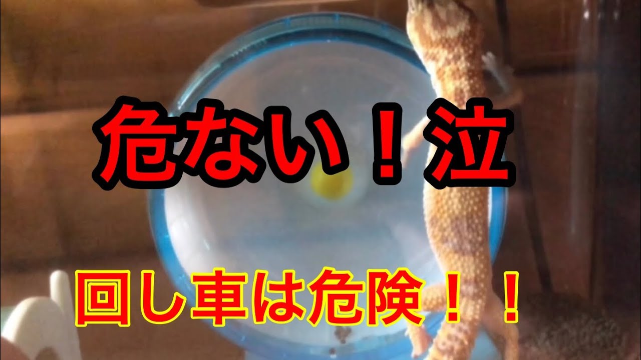 ヒョウモントカゲモドキに回し車は危ない It S Dangerous To Use A Revolving Wheel For Leopard Youtube