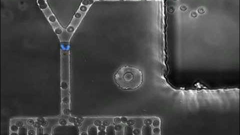 neutrophil chemotaxis from a drop of whole blood