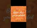 To bloom where you are planted is your choice  #bloomwhereyouareplanted  #yesyoucan #blessings