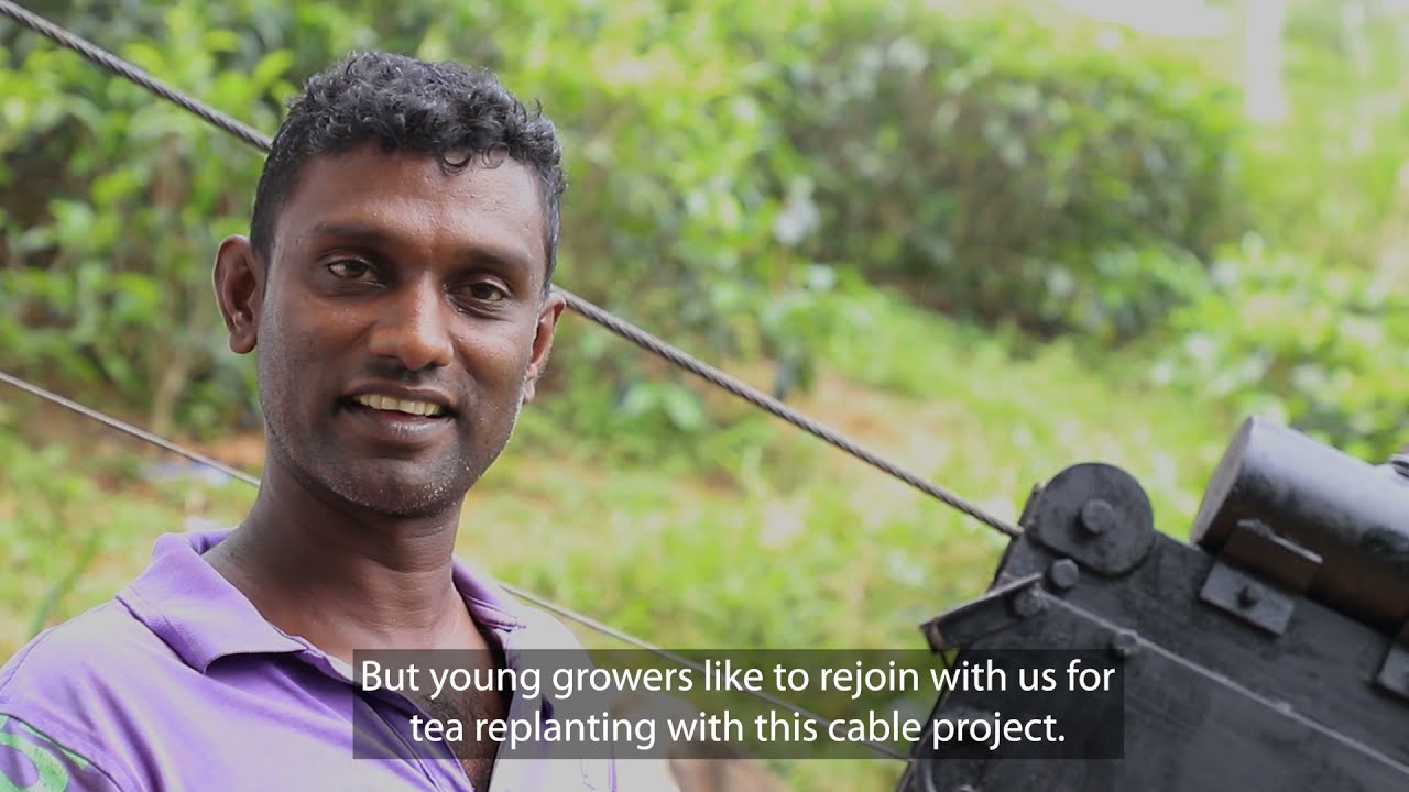 Sky Cable to transport tea harvest (English)