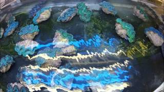 Amblard Sa South Pacific Giant Tridacna Maxima