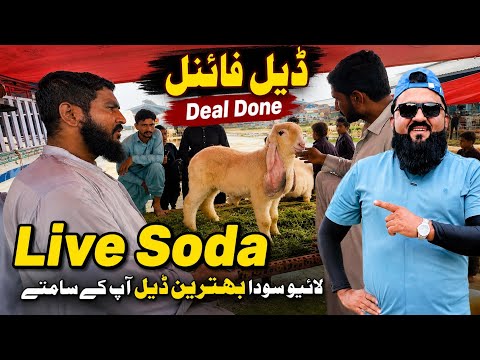 Live Soda Kajle kids Ka Kitne Ka Final hoa | Kajla Chatra 2027 | Lahori Shauk | Shapur Kanjra Lahore