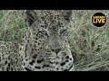 safariLIVE - Sunset Safari - March 22, 2019