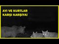 AYI VE KURTLAR KARŞI KARŞIYA! MUHTEŞEM FOTOKAPAN ÇALIŞMASI! - GREAT TRAİL CAMERA VİDEOS!