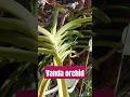 Vanda orchid growing on big tree I Epiphyte #nature #plants #ytshorts
