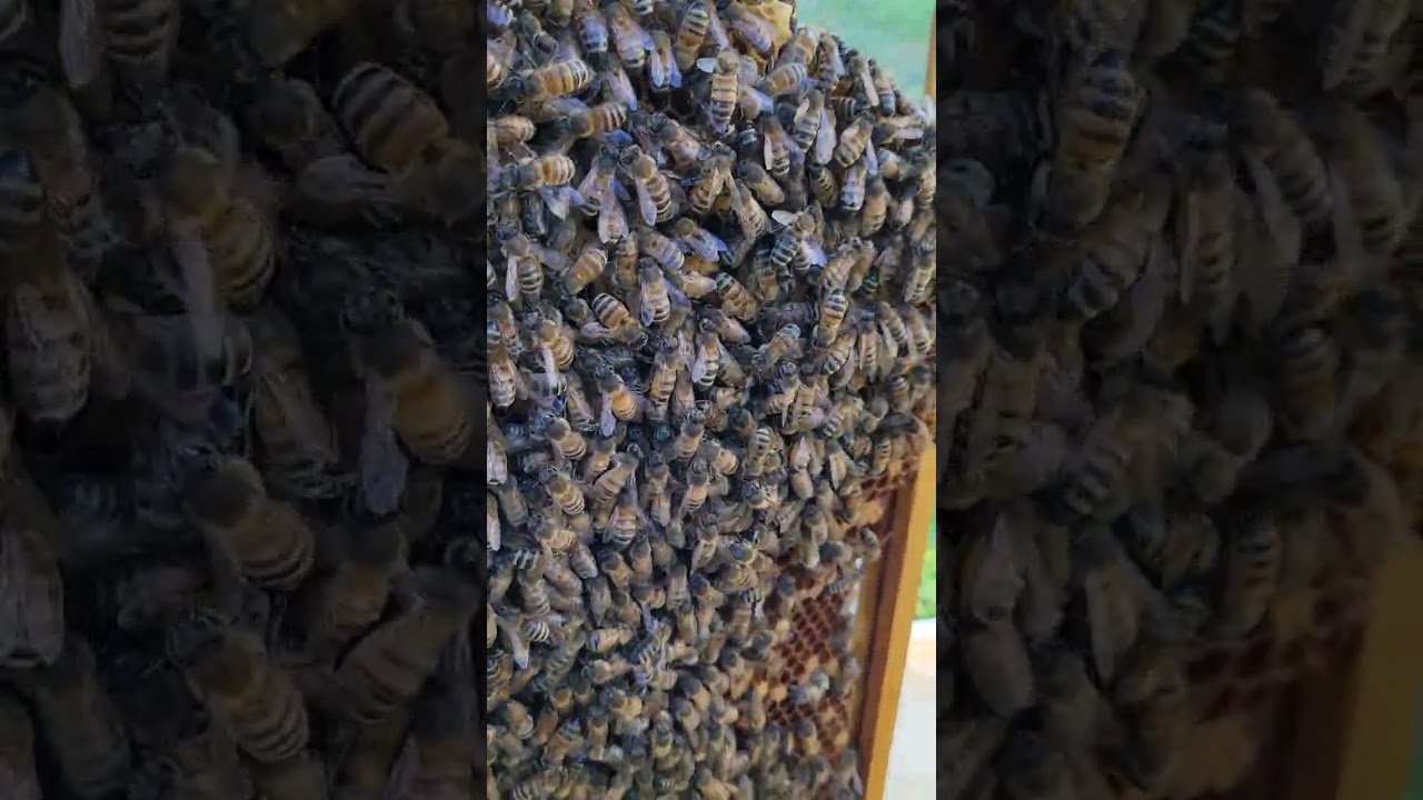 last hive inspection before winter?