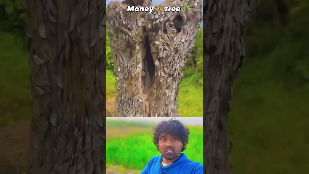 पैसे पेड़ पर उगते है 🤪🤪
