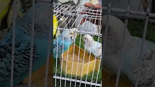 Budgies and Java Sparrows lalukhet birds market in karachi