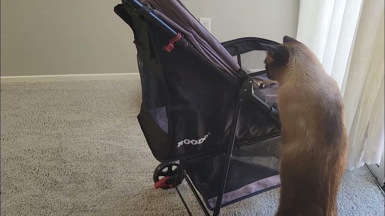 How to get your cat in a stroller.. YouTube
