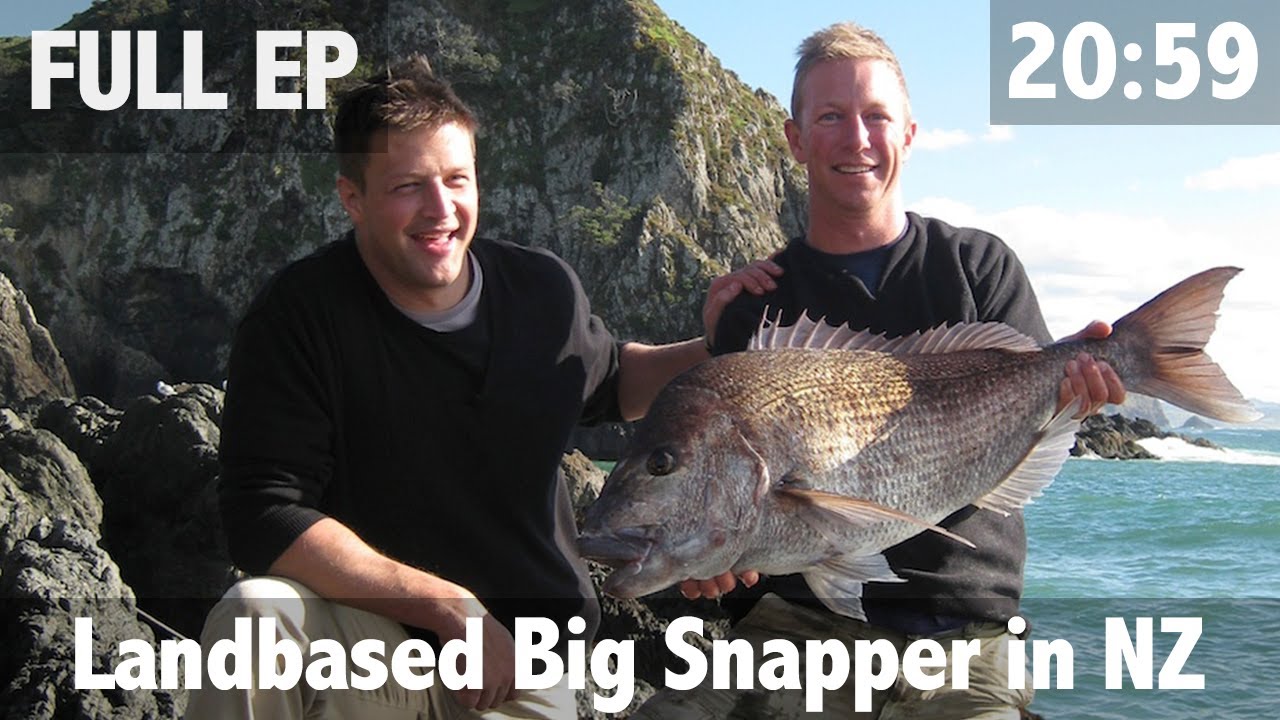 Land Based Big Snapper in NZ 