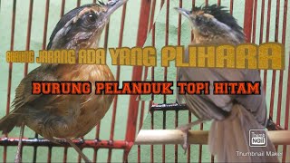 Burung Pelanduk Topi Hitam  Burung Baru Beli Dari Ombyokan Pasar Burung