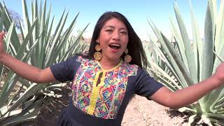 "Ay mezcal, mezcal" Mujeres de Viento Florido ft. María Reyna.