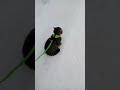 Первая прогулка котэ со шлейкой