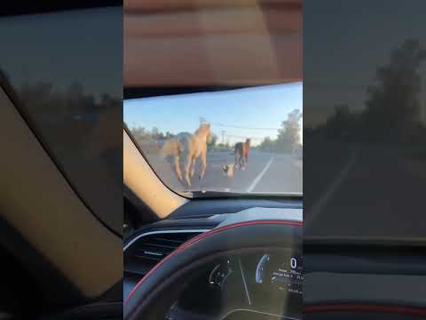 Wild animals running on the road! 🐴🤷‍♀️ #shorts #animals #horse