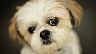 Shih Tzu Puppy Funny Dogs Videos  | Animal Pet TV