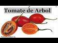 Comida Para Adelgazar: El Tomate de Arbol, Natural y ...