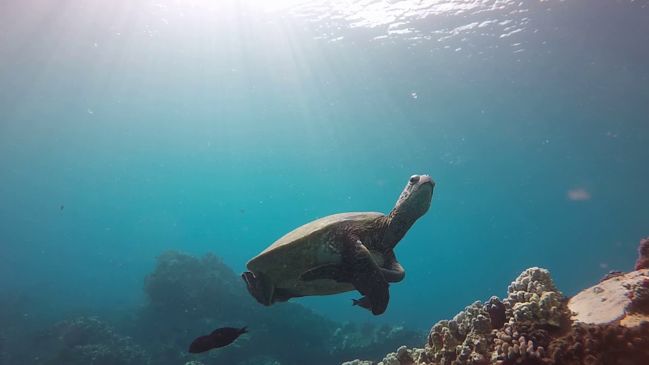 Neutral Buoyancy Turtle - YouTube
