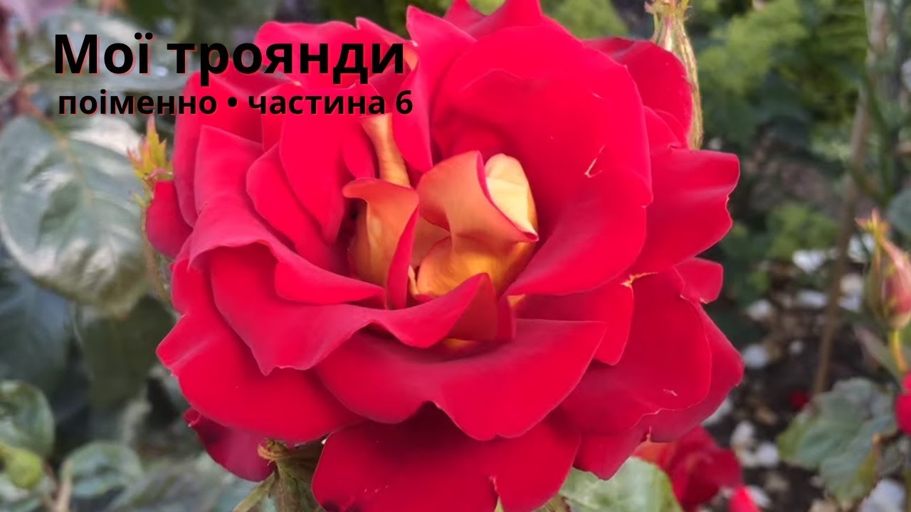 Мої троянди поіменно. Частина 6 — Останні акорди літа ✨17/08/2025.