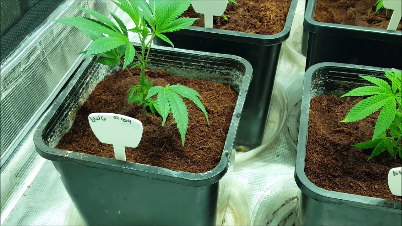 Brandy Wine , Cake Bomb , Chem 4 x Platinum - part 4