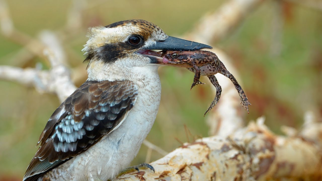 Laughing Kookaburra Birds | Kookaburra Call | Noise Kookaburras Sound ...