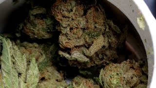 IceCream Haze First CURALEAF PICK UP