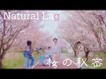 Natural Lag / 桜の秘密