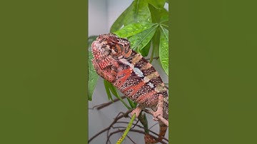 Meet the Color-Changing Chameleon – Available Soon! #chameleon #rainbow #lizard