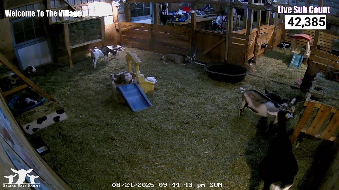 WELCOME TO CASSIE’S CASTLE | GOAT BARN! 

Cuteness & Mischief lie ahead. Beware of goats who will steal your heart, make you laugh & sometimes cry and will cause procrastination. Don’t say you haven’t been warned.

-------- Who are we??? ----------
We are a small, 100% family owned and operated farm, located in Salem, CT. Here, you will find our diverse herd of dairy goats play, eat, sleep and cause mischief 24/7/365… You can even watch them give birth LIVE in the main barn aka Cassie’s Castle and watch the babies grow up! Watch the humans, Liz & Aaron, and their 4 children and many friends/visitors, stop in the barn to do chores, love all over the goats, feed treats and just hang out! Things get wacky around here so watch at your own risk and be ready to fall in love, cry & laugh right alongside the family. 

---------- Donations and other Community options ----------
Donations Welcome - All donations go directly towards the goat’s hay, grain, vet and toy bill! Did you know that it takes 1 bale of hay per week per goat at about $11 per bale to feed a goat. We have 32 goats.... Every dollar helps. Thank you so much. 
This link is by far the best way if you are interested in sending in a donation - https://symansaysfarms.com/products/donation?_pos=1&_sid=b6ab340ca&_ss=r
Other options…
Patreon – Join the Farm Family and get monthly exclusive content https://www.patreon.com/SymanSaysFarms 
PayPal - https://www.paypal.me/SymanSaysFarms 
Venmo  - https://venmo.com/u/SymanSaysFarms
Amazon Wishlist - https://www.amazon.com/hz/wishlist/ls/3UR4ZZZELJJCI?ref_=wl_share

---------- FARM Products! ----------
Handcrafted using only the highest quality natural ingredients. Check out our Goat Milk Lotion, Soap, Lip Balm, & MORE!
https://www.symansaysfarms.com 

--- Useful Links ---
CHAT RULES - https://symansaysfarms.com/pages/chat-rules
Q&A Question Form - https://symansaysfarms.com/pages/syman-say-you-have-a-question
Let’s Stay Connected – All Social Links - https://symansaysfarms.com/pages/lets-get-social
Nightbot Commands - https://nightbot.tv/y/symansaysfarmslive/commands

Text to join our Labor Alert System and stay connected! It’s FREE 1.860.609.6595 (US & Canada only)

---  WANT TO BECOME A MEMBER OF OUR YOUTUBE CHANNEL ---
With 4 different membership levels, you can become a SSF member for as low as $1.99/month and receive exclusive perks such as access to member’s only chat, membership badges, custom emojis, exclusive behind the scene content, access to membership Wacky Wednesdays & MORE! Click JOIN for more detail!
https://www.youtube.com/channel/UCPresk6FCncOSvqZIq3iLgA/join

Check out our new SSF Calendar. Click on an event and add it to your own calendar so you never miss out on the fun!
https://symansaysfarms.com/pages/release-calendar

Check Out the Current Weather on the Farm!
https://www.wunderground.com/weather/us/ct/salem/KCTSALEM12